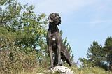 DOGUE ALLEMAND 012
